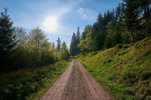 Forest path