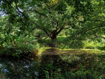 Old river arm and pond