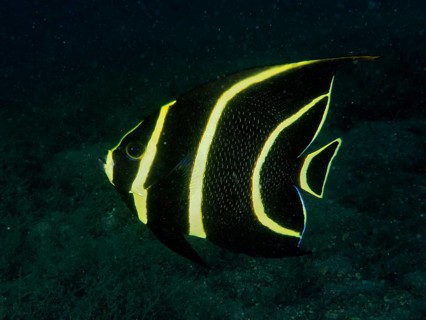 Juvenile French angelfish