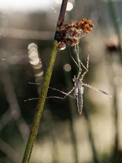 Crane fly