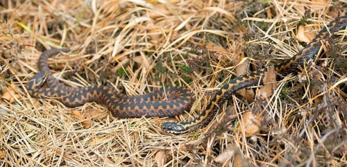 Two wild adder