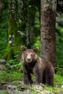European brown bear