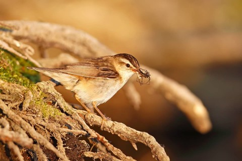 Reed Warbler