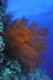 Black coral