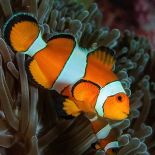 Close-up of anemonefish ocellaris clownfish