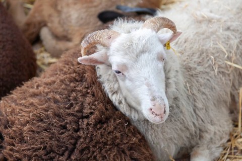 Sheep at weekly market market
