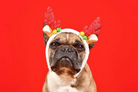 Fawn French Bulldog dog wearing red Christmas reindeer antler headband in front of red background