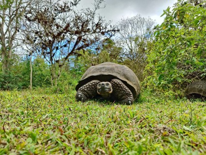 Galapagos giant tortoises
