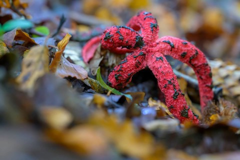 Octopus stinkhorn