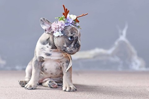 Small merle colored French Bulldog dog puppy with mottled patches wearing cute floral reindeer antler headband sitting in front of gray