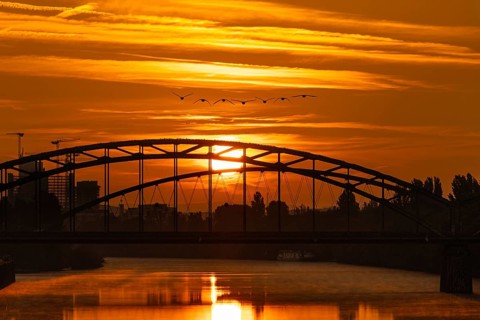 Migratory birds flying towards the sun rising behind the Deutschherrn Bridge in Frankfurt am Main