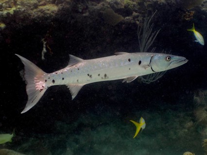 Great barracuda