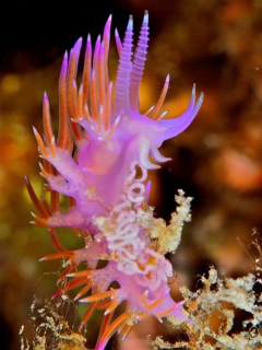 Purple thread snail