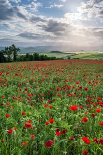 Poppy field in front of Poggio Covili estate with cypress