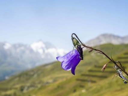 Harebell