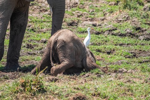 Baby elephants
