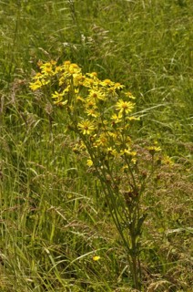 Jacobea Vulgaris Or Senecio Jacob