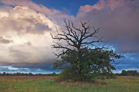 Dying oak on the Elbe meadows in autumn
