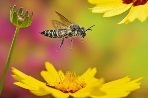 Unarmoured leaf-cutting cuckoo bee