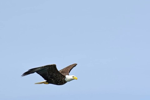 Bald eagle in flight