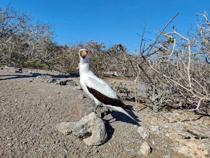 Nazca Booby