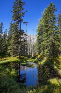 Moor pond on the nature adventure trail through the Rauris primeval forest