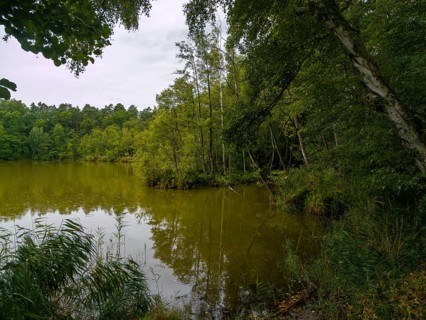 Small Lake and Wilderness