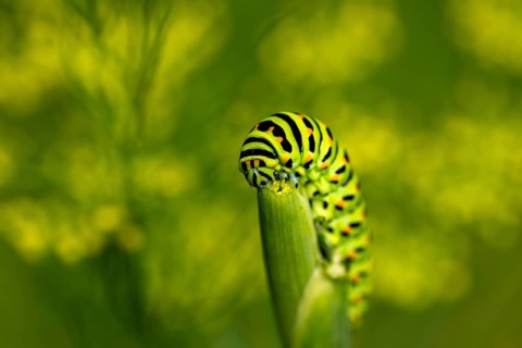 Swallowtail