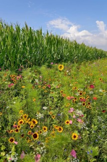 Colourful flowering strip