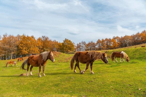 Mount Erlaitz with beautiful horses in freedom in the town of Irun