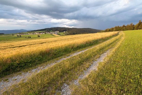 Barley field in the evening light