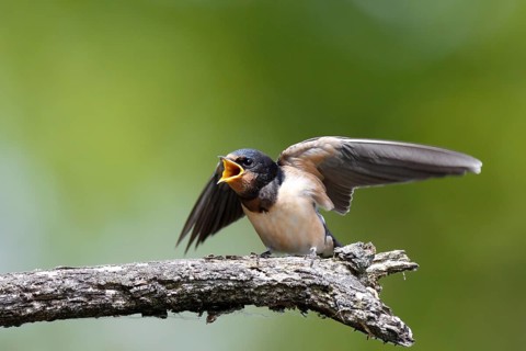 Barn swallow