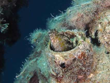 A sabre-toothed blenny