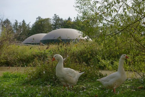 Biogas plant