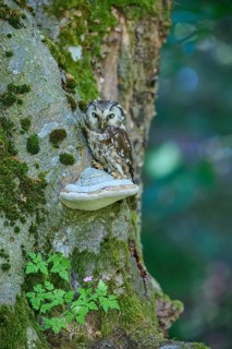Tengmalm's Owl