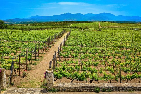 Beautiful landscape with vineyards and distant mountains