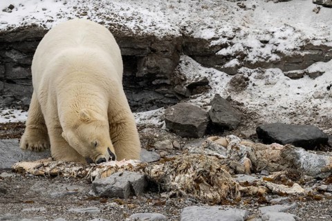 Scavenging polar bear