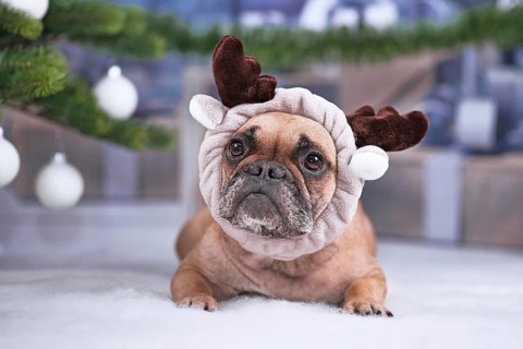 Cute French Bulldog dog wearing reindeer antler headband lying down on white blanket in front of Christmas tree with gifts in blurry background