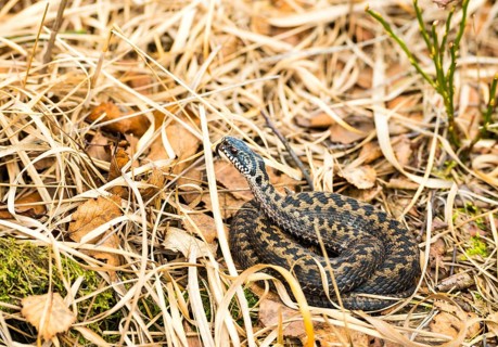 Wild common european viper