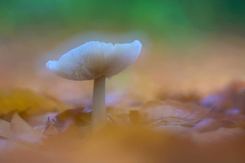 Mushroom in beech forest