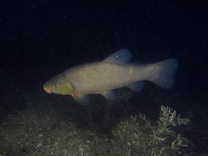 Tench