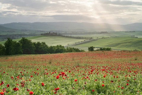 Poppy field in front of Poggio Covili estate with cypress