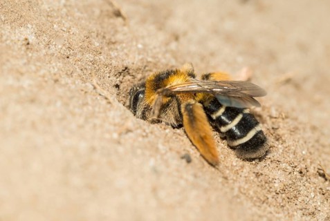 Rough-legged trouser bee or Brown-breasted trouser bee or Dark-fringed trouser bee or pantalon bee