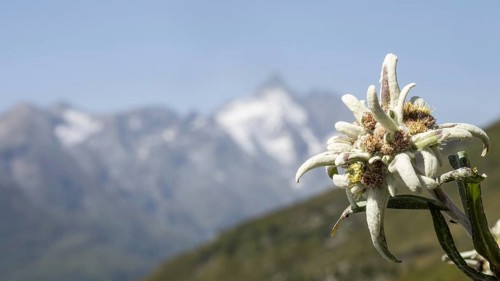 Alpine edelweiss