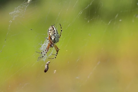 Oak leaf spider