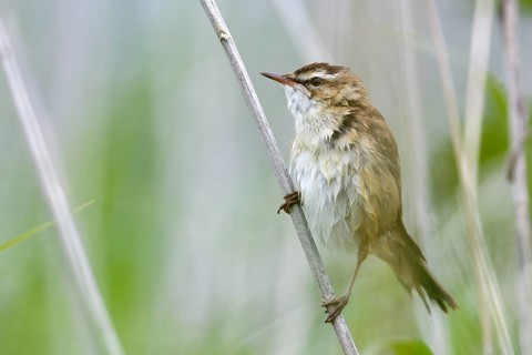 Sedge warbler