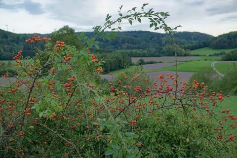 Rosehip