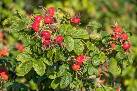Rosehip of the rugosa rose