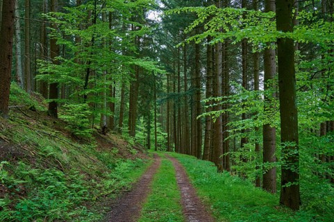 Forest path