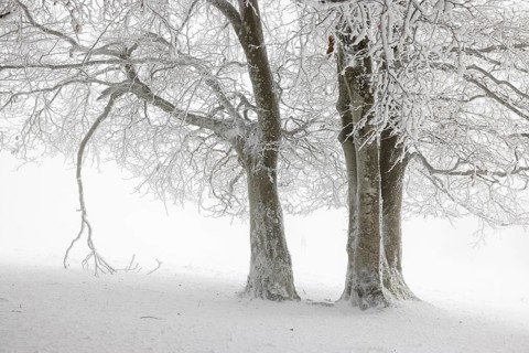 Winter beech forest with hoarfrost on the trees and fog on Mount Kandel
